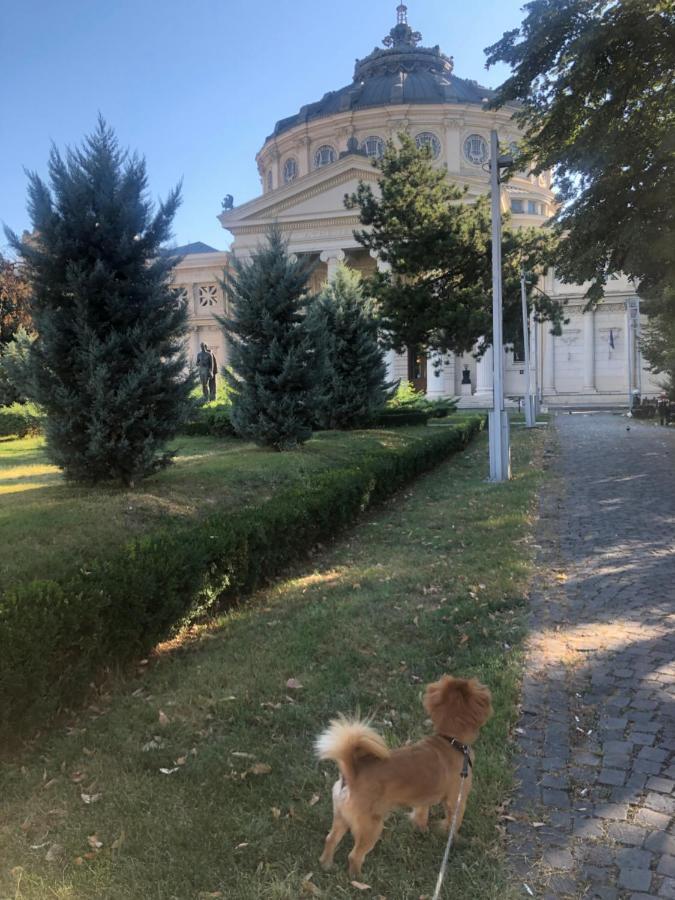 Charming Quiet Studio Coltea Old Town In The Centre Of Bucharest Bucareste Exterior foto
